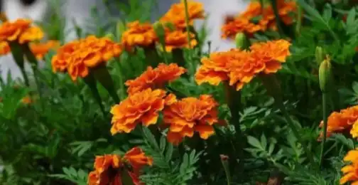 Lutein Powder as a Natural Food Colorant: Applications and Benefits